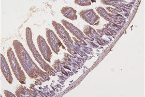 IHC analysis of TXN2 using anti-TXN2 antibody (ABIN7602150). (TXN2 antibody  (AA 60-166))