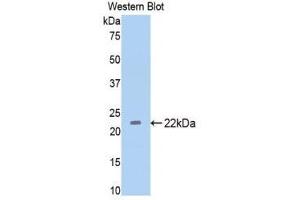 Western Blotting (WB) image for anti-Thrombospondin 1 (THBS1) (AA 957-1129) antibody (ABIN1860744) (Thrombospondin 1 antibody  (AA 957-1129))