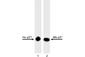 Western Blotting (WB) image for anti-Cyclin-Dependent Kinase Inhibitor 1A (p21, Cip1) (CDKN1A) antibody (ABIN967527) (p21 antibody)