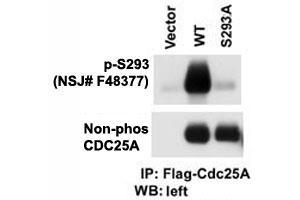 Western Blotting (WB) image for anti-Cell Division Cycle 25 Homolog A (S. Pombe) (CDC25A) (pSer293) antibody (ABIN3030448)