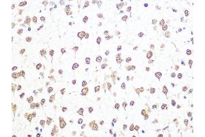 Immunohistochemistry of paraffin-embedded mouse brain using THOC4/THOC4/ALYREFREF Rabbit mAb (ABIN1679512, ABIN3018793, ABIN3018794 and ABIN7101662) at dilution of 1:100 (40x lens).