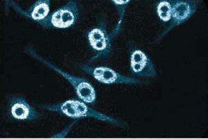 Immunofluorescent staining of HeLa cells. (CDKN1B antibody  (AA 1-197))