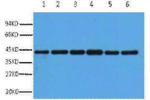Western Blotting (WB) image for anti-Actin, beta (ACTB) antibody (ABIN3181257) (beta Actin antibody)