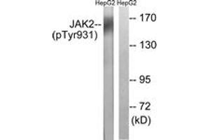 Western blot analysis of extracts from HepG2 cells treated with Na3VO4 0. (JAK2 antibody  (pTyr931))