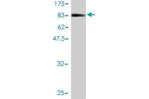 Western Blot detection against Immunogen (78. (C9orf86 antibody  (AA 1-477))