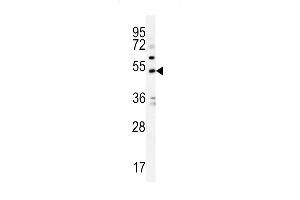 KCNJ6 Antibody (Center) (ABIN652033 and ABIN2840507) western blot analysis in K562 cell line lysates (35 μg/lane). (KCNJ6 antibody  (AA 26-55))