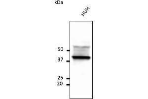 Western Blotting (WB) image for anti-CD63 (CD63) (AA 120-175) antibody (ABIN1440014)