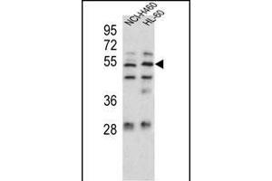 Sestrin-1 Antibody (C-term) (ABIN391992 and ABIN2841780) western blot analysis in NCI-,HL-60 cell line lysates (35 μg/lane). (SESN1 antibody  (C-Term))