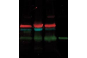 Fluorescene Western (FW) image for DyLight™ Multiplex 649/800 Duo Western Blot Kit - KFA013 (ABIN6719666)