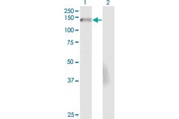 NID2 antibody  (AA 1276-1375)
