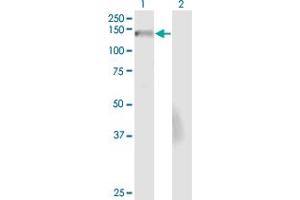 Western Blot analysis of NID2 expression in transfected 293T cell line by NID2 monoclonal antibody (M01), clone 4G8. (NID2 antibody  (AA 1276-1375))