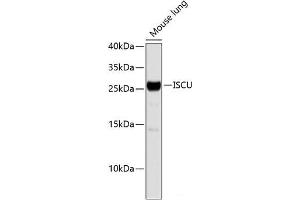 Western blot analysis of extracts of Mouse lung using ISCU Polyclonal Antibody. (ISCU antibody)