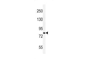 Western blot analysis of CDH20 Antibody (N-term) (ABIN653827 and ABIN2843095) in HepG2 cell line lysates (35 μg/lane). (Cadherin 20 antibody  (N-Term))