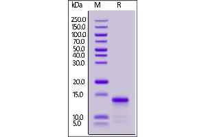 Biotinylated Human IL-8, His,Avitag on  under reducing (R) condition. (IL-8 Protein (AA 28-99) (His tag,AVI tag,Biotin))