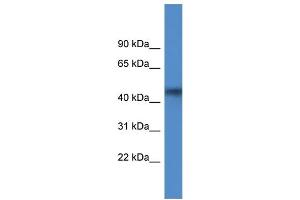 WB Suggested Anti-AGPAT4 Antibody Titration: 1. (AGPAT4 antibody  (Middle Region))