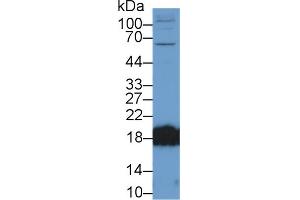 Western Blot; Sample: Rat Cerebrum lysate; Primary Ab: 2µg/ml Rabbit Anti-Mouse CPLX2 Antibody Second Ab: 0. (CPLX2 antibody  (AA 1-134))