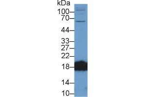 Western Blot; Sample: Rat Cerebrum lysate; Primary Ab: 2µg/ml Rabbit Anti-Mouse CPLX2 Antibody Second Ab: 0.