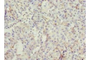 Immunohistochemistry of paraffin-embedded human pancreatic tissue using ABIN7166022 at dilution of 1:100 (ROGDI antibody  (AA 14-287))