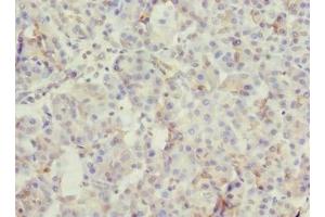 Immunohistochemistry of paraffin-embedded human pancreatic tissue using ABIN7166022 at dilution of 1:100 (ROGDI antibody  (AA 14-287))