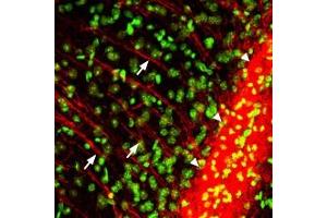 Expression of P2RY12 in mouse brainImmunohistochemical staining of mouse brain sections using Anti-P2Y12 Receptor Antibody (ABIN7581937), (red).