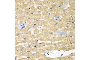 Immunohistochemistry of paraffin-embedded mouse heart using HAX1 antibody. (HAX1 antibody  (AA 1-279))
