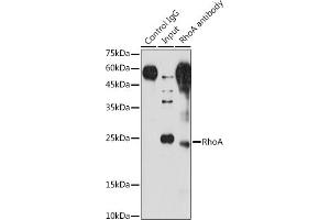 Immunoprecipitation analysis of 200 μg extracts of NIH/3T3 cells using 3 μg RhoA antibody (ABIN6134426, ABIN6146932, ABIN6146933 and ABIN6218128). (RHOA antibody  (C-Term))