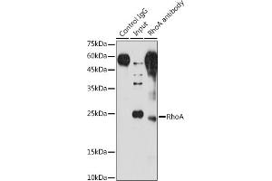 Immunoprecipitation analysis of 200 μg extracts of NIH/3T3 cells using 3 μg RhoA antibody (ABIN6134426, ABIN6146932, ABIN6146933 and ABIN6218128). (RHOA antibody  (C-Term))