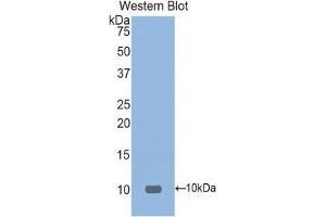 Western Blotting (WB) image for anti-Fibronectin Type III Domain Containing 5 (FNDC5) (AA 74-209) antibody (ABIN1858906) (FNDC5 antibody  (AA 74-209))