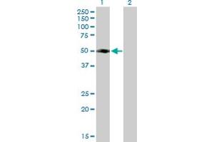 Western Blot analysis of FLJ46536 expression in transfected 293T cell line by FLJ46536 MaxPab polyclonal antibody. (RUFY4 antibody  (AA 1-398))