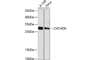 Western blot analysis of extracts of various cell lines, using CHCHD6 antibody (ABIN6133212, ABIN6138497, ABIN6138498 and ABIN6216718) at 1:3000 dilution. (CHCHD6 antibody  (AA 1-235))
