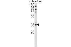 Western blot analysis of CCDC3 Antibody (C-term) in mouse bladder tissue lysates (35ug/lane). (CCDC3 antibody  (C-Term))