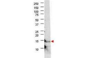 Western blot using  anti-bovine IL-21 antibody shows detection of recombinant bovine IL-21 at 15. (IL-21 antibody  (AA 24-152))