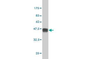 Western Blot detection against Immunogen (38. (MAPK12 antibody  (AA 251-367))
