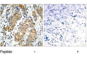 Image no. 1 for anti-Glycogen Synthase Kinase 3 alpha (GSK3a) (Ser21) antibody (ABIN197105) (GSK3 alpha antibody  (Ser21))