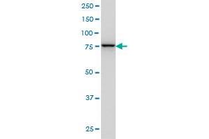 GOLGA5 antibody  (AA 2-99)