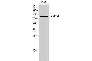 Western Blotting (WB) image for anti-LIM Domain Kinase 2 (LIMK2) (Ser77) antibody (ABIN3175845) (LIMK2 antibody  (Ser77))