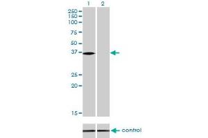 Western blot analysis of NMI over-expressed 293 cell line, cotransfected with NMI Validated Chimera RNAi (Lane 2) or non-transfected control (Lane 1). (NMI antibody  (AA 1-100))