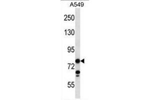 CCDC13 Antibody (N-term) western blot analysis in A549 cell line lysates (35µg/lane). (CCDC13 antibody  (N-Term))