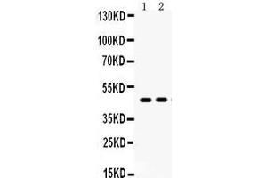 Anti- AGTR1 Picoband antibody, Western blotting All lanes: Anti AGTR1  at 0. (Angiotensin II Type-1 Receptor antibody  (N-Term))