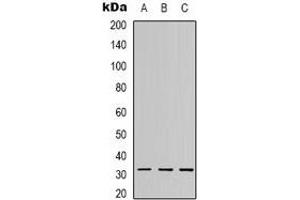 Western blot analysis of C1QL2 expression in A549 (A), MCF7 (B), Hela (C) whole cell lysates.