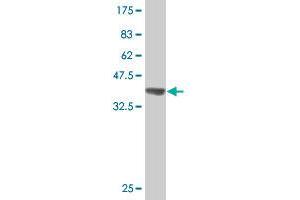 Western Blot detection against Immunogen (37. (MUC7 antibody  (AA 36-135))