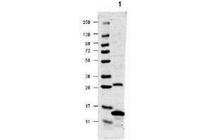 Western blot using  anti-IL-17A antibody shows detection of rat recombinant IL-17A protein (lane 1). (Interleukin 17a antibody)