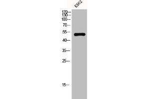 GPR152 anticorps  (N-Term)