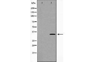 Western blot analysis of extracts of mouse fetal lung tissue lysate, using CA4 antibody.
