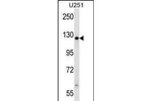 TTC13 Antibody (N-term) (ABIN657597 and ABIN2846596) western blot analysis in  cell line lysates (35 μg/lane).