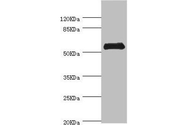 CHIA Antikörper  (AA 1-368)