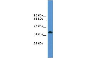 WB Suggested Anti-OR1L8 Antibody Titration: 1. (OR1L8 antibody  (C-Term))