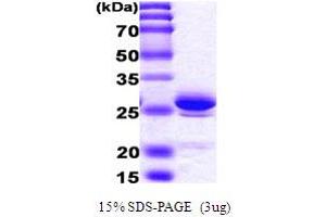 SDS-PAGE (SDS) image for High Mobility Group Box 1 (HMGB1) (AA 1-215) protein (His tag) (ABIN666708)