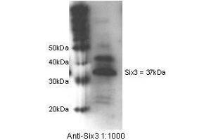 SIX3 antibody  (Internal Region)