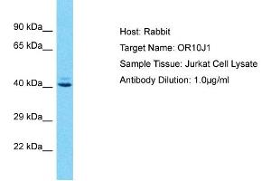 OR10J1 antibody  (C-Term)
